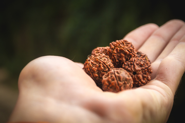 Best Rudraksha Pendant For Different Zodiac Signs